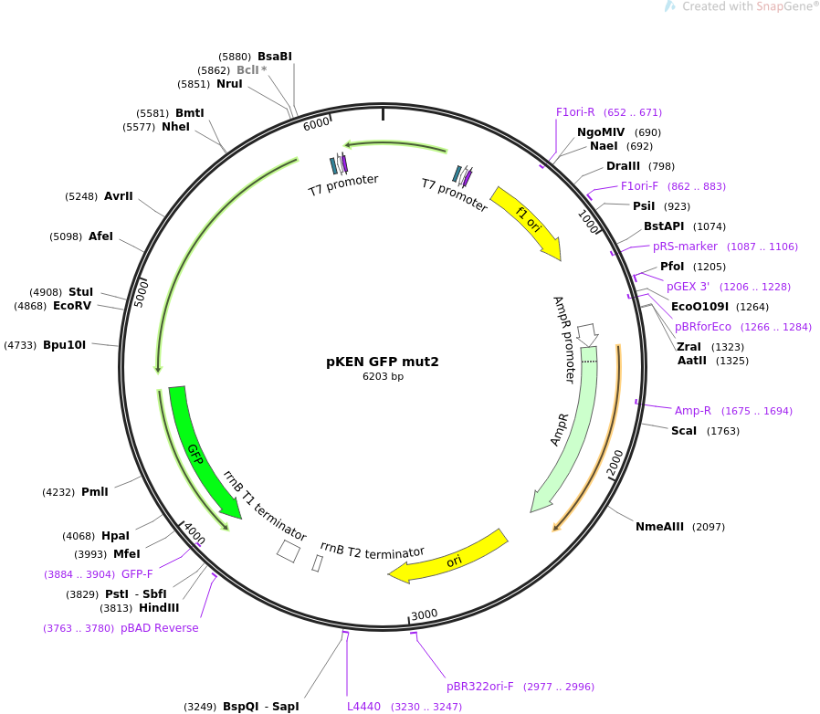 pKEN GFP mut2质粒图谱